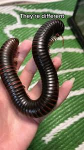 Attēlu rezultāti vaicājumam “Myriapoda”