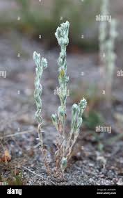 Attēlu rezultāti vaicājumam “Filago arvensis”