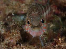 Image result for Serranus atricauda