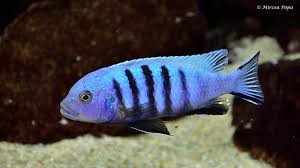 Risultati immagini per cynotilapia pulpican