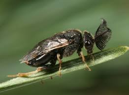 Attēlu rezultāti vaicājumam “Diprion pini male”