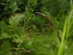 Attēlu rezultāti vaicājumam “Glyceria striata”