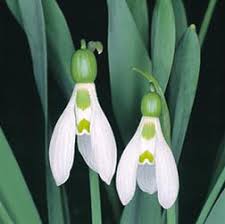 Attēlu rezultāti vaicājumam “Galanthus nivalis”