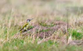 Attēlu rezultāti vaicājumam “Picus viridis nest”