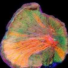 Attēlu rezultāti vaicājumam “Colostygia pectinataria male”