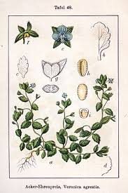 Attēlu rezultāti vaicājumam “Veronica agrestis flower”