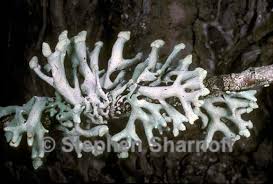 Attēlu rezultāti vaicājumam “Hypogymnia vittata”