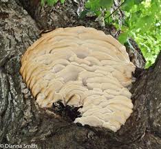 Attēlu rezultāti vaicājumam “Climacodon septentrionalis”