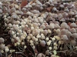 Attēlu rezultāti vaicājumam “Coprinus disseminatus”