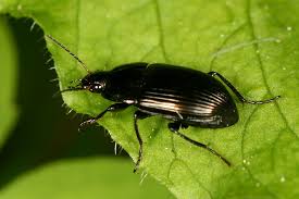 Attēlu rezultāti vaicājumam “Amara sp.”