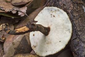 Attēlu rezultāti vaicājumam “Polyporus melanopus”