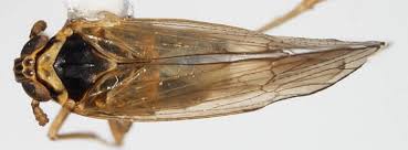 Attēlu rezultāti vaicājumam “Javesella pellucida”