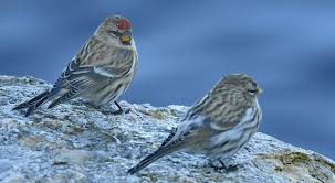 Attēlu rezultāti vaicājumam “Carduelis flammea”