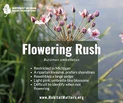 Attēlu rezultāti vaicājumam “Butomus umbellatus flower”