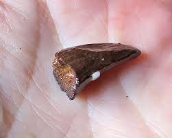 Attēlu rezultāti vaicājumam “Laccognathus panderi”