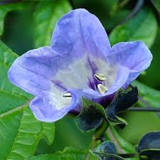 Attēlu rezultāti vaicājumam “Nicandra physalodes”