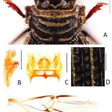 Attēlu rezultāti vaicājumam “Tetratoma fungorum”