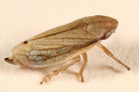 Attēlu rezultāti vaicājumam “Neophilaenus lineatus”