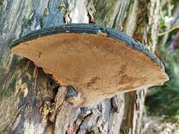 Attēlu rezultāti vaicājumam “Phellinus igniarius”