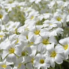 Image result for cerastium tomentosum