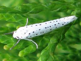Attēlu rezultāti vaicājumam “Yponomeuta evonymella imago”