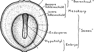 Attēlu rezultāti vaicājumam “Viscum album fruit”