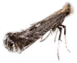 Attēlu rezultāti vaicājumam “Parornix anglicella”