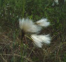 Attēlu rezultāti vaicājumam “Eriophorum latifolium fruit”