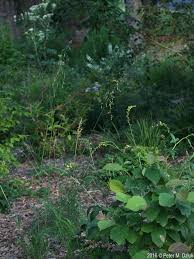 Attēlu rezultāti vaicājumam “Milium effusum leaf”