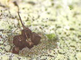 Attēlu rezultāti vaicājumam “Licea minima”