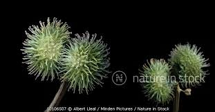 Attēlu rezultāti vaicājumam “Galium aparine fruit”