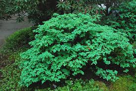 Attēlu rezultāti vaicājumam “Menziesia ferruginea flower”