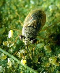 Attēlu rezultāti vaicājumam “Lygaeidae”