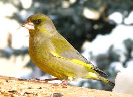 Attēlu rezultāti vaicājumam “Chloris chloris male”