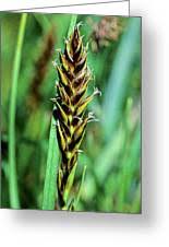 Attēlu rezultāti vaicājumam “Blysmus compressus”