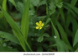 Attēlu rezultāti vaicājumam “Potentilla supina flower”