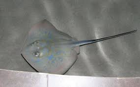 Image result for Dasyatis chrysonota