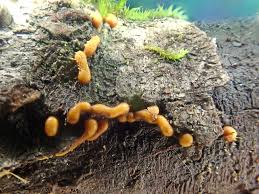 Attēlu rezultāti vaicājumam “Trichia contorta”