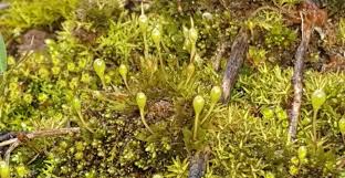 Attēlu rezultāti vaicājumam “Physcomitrium pyriforme”