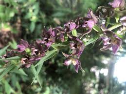 Attēlu rezultāti vaicājumam “Epipactis helleborine flower”