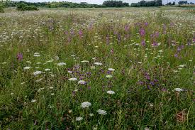 Attēlu rezultāti vaicājumam “Daucus sativus flower”