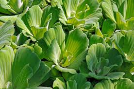 Attēlu rezultāti vaicājumam “Pistia stratiotes”