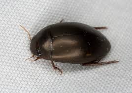 Attēlu rezultāti vaicājumam “Ilybius sp.”