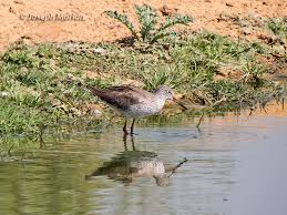 Attēlu rezultāti vaicājumam “Tringa totanus adult”