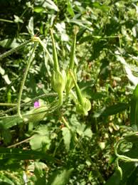 Attēlu rezultāti vaicājumam “Geranium palustre leaf”