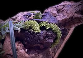 Attēlu rezultāti vaicājumam “Bryum argenteum sporophyte”