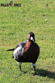 Attēlu rezultāti vaicājumam “Branta ruficollis adult”