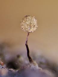 Attēlu rezultāti vaicājumam “Cribrariaceae”