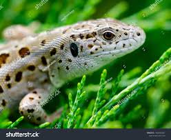 Attēlu rezultāti vaicājumam “Lacerta agilis female”