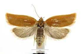 Attēlu rezultāti vaicājumam “Aphelia viburniana”